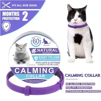natural cat pheromones
