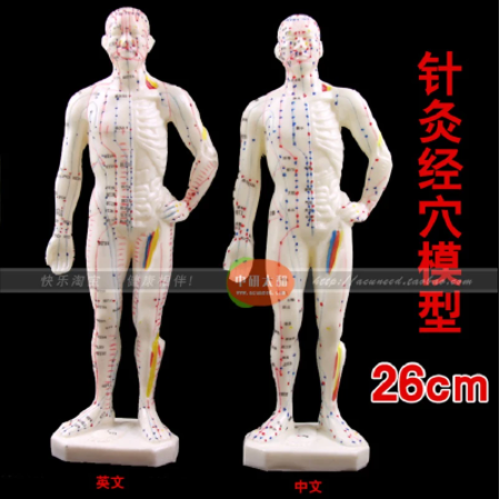 26cm Chinese body model for acupuncture point Male Human Acupuncture Points Model Acupuncture Point Model