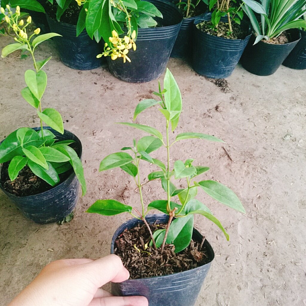 Cây Mai Hoàng Yến ( Kim đồng leo )