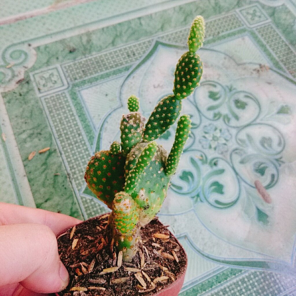 Xương Rồng  Thỏ - cây cảnh mini