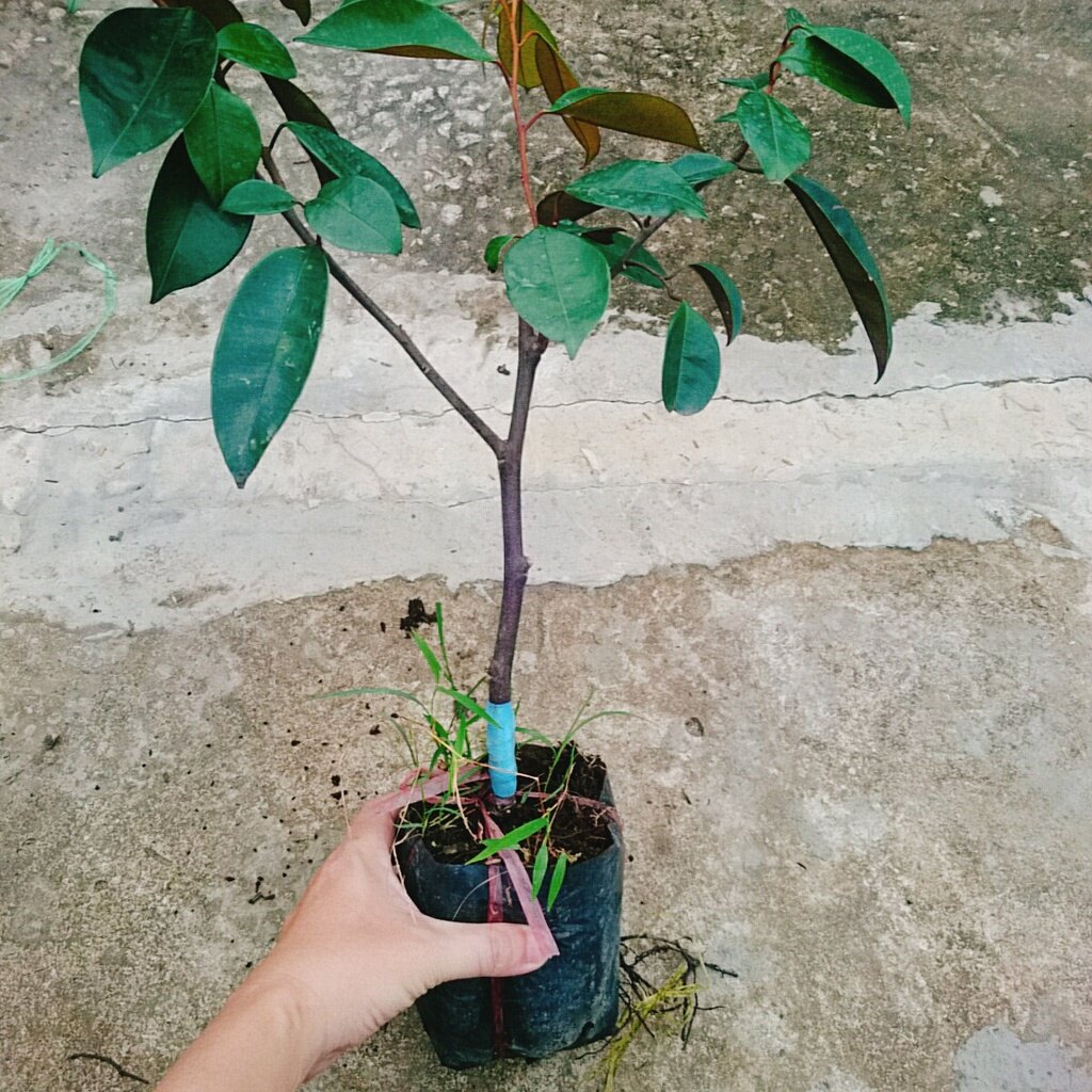 Cây vú sữa lò rèn - cây ăn quả