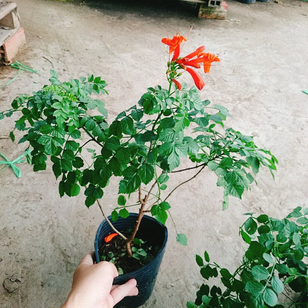 Cây rạng đông ( chùm ớt ) - cây cảnh đẹp mau phát triển
