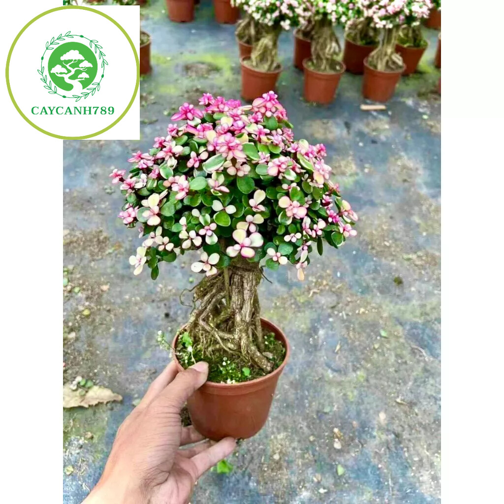 Cây sen đá đô la bonsai - cây kim chi