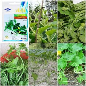 20h - hạt giống bí siêu ngọn thái lan