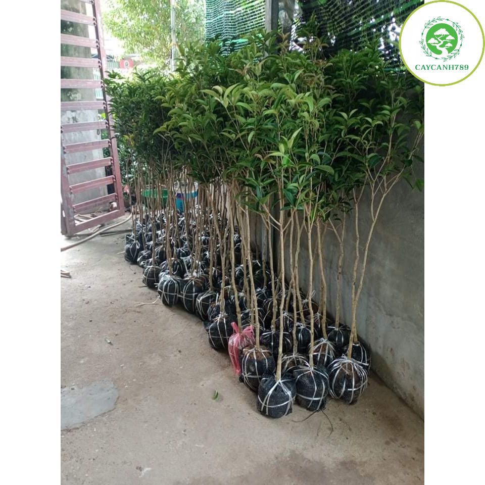 Cây mộc hương ta đang hoa cao 1m6 thoát thân 1m