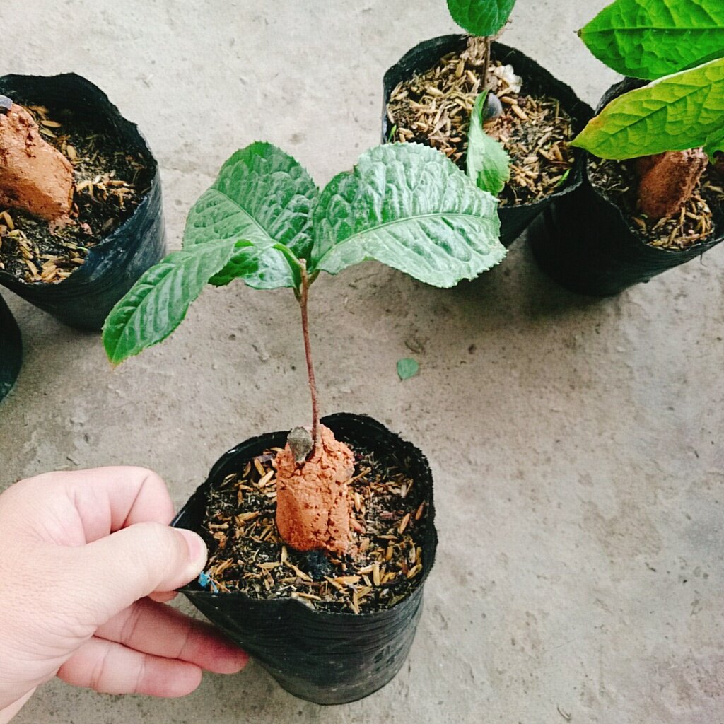 Cây trà hoa vàng - chè hoa vàng