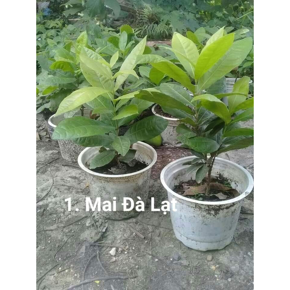 Cây mai xanh thái (ảnh thật số 2) cao 1m