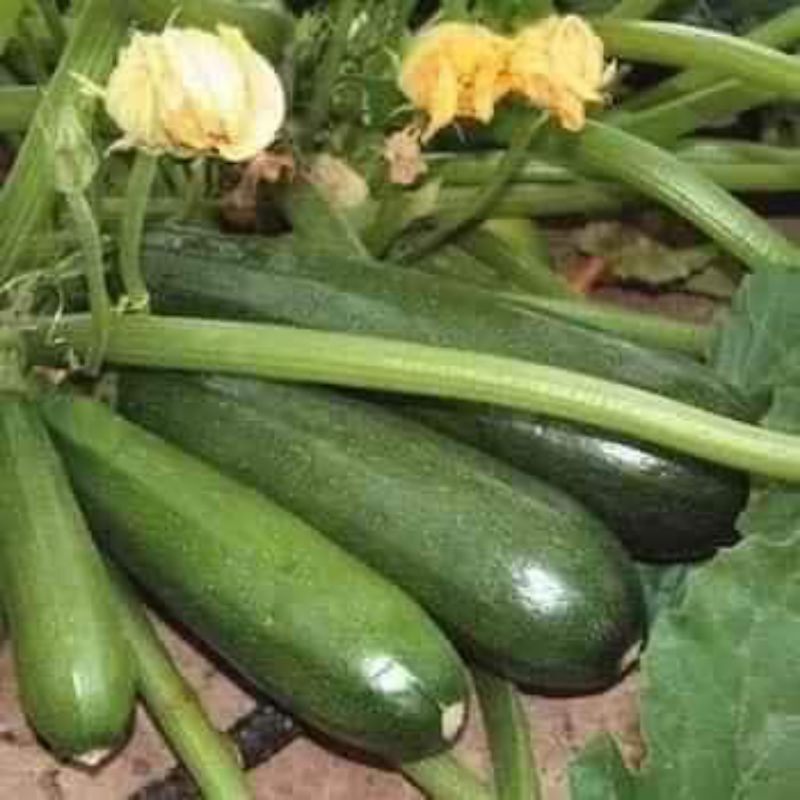 5 Hạt Giống Bí Ngòi Bụi Mix USA