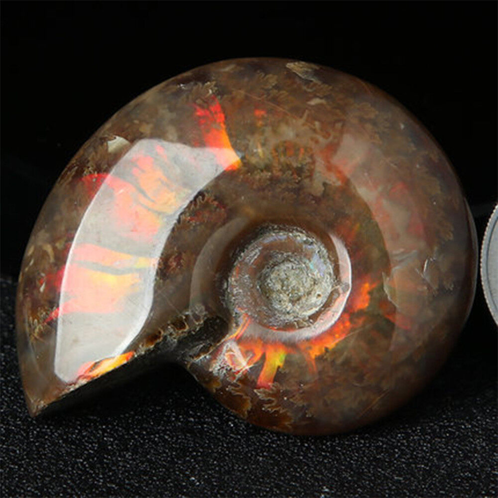 ammonite Chất Lượng, Giá Tốt 2021 | Lazada.vn
