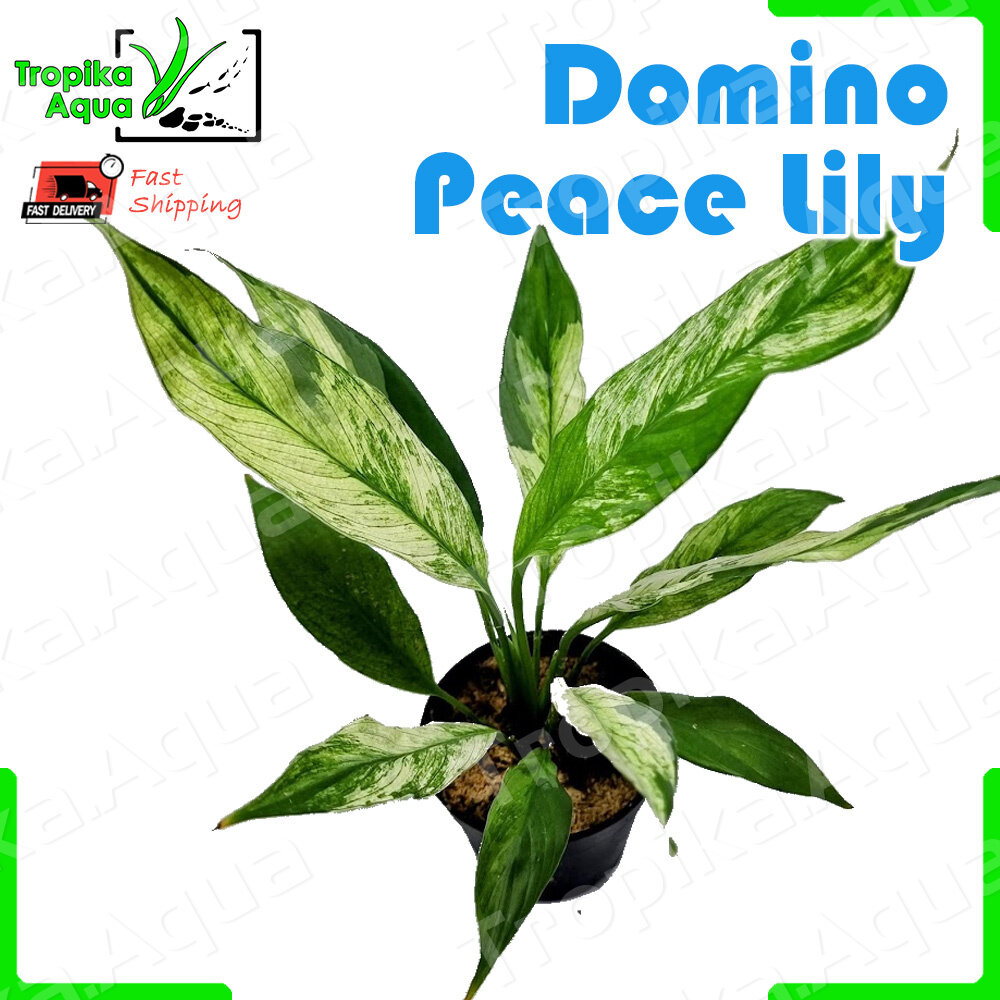 Domino Peace Lily (Spathiphyllum Variegated) 白掌 live plant terrarium
