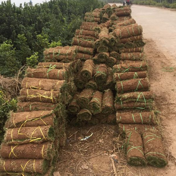 Cây cỏ nhật - Cỏ nhung nhật - cỏ lông heo (1 cuộn 0.5m2)