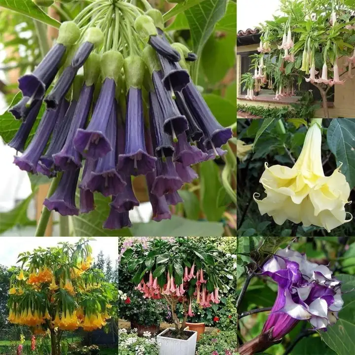 20pcs Bag Datura Brugmansia Seeds Potted Bonsai Trumpets Angel Flower Seeds Lazada Ph