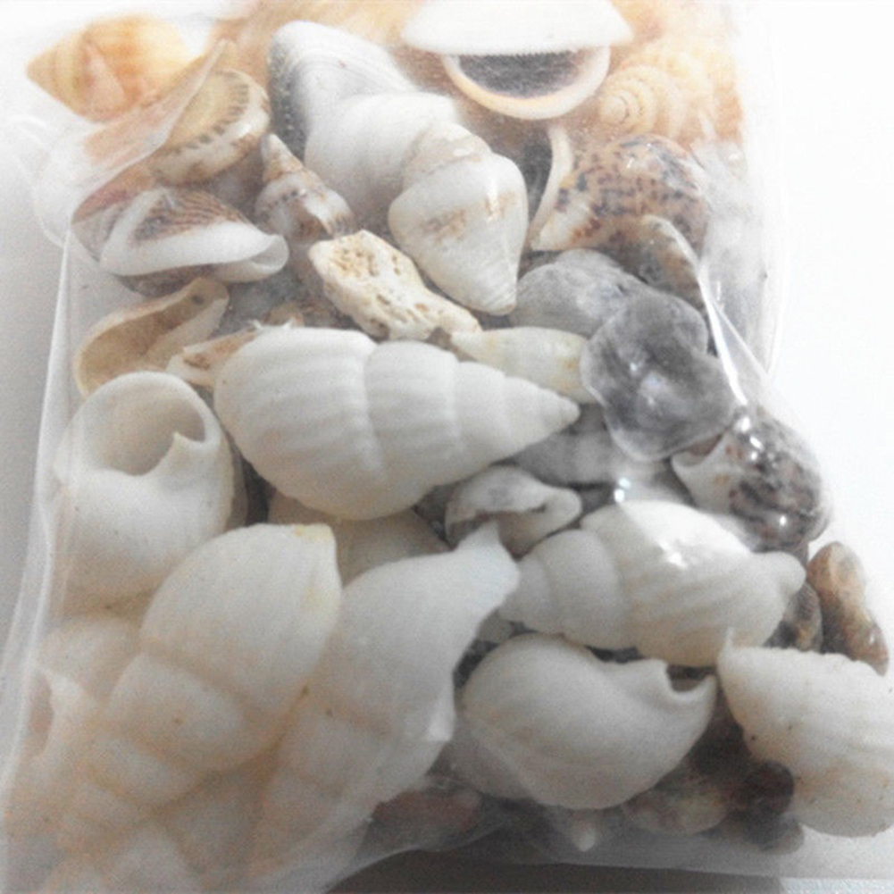microgood Approx 40 Pcs Mini Miniature Sea Conch Shell Bonsai Lanscape Plants DIY Decor