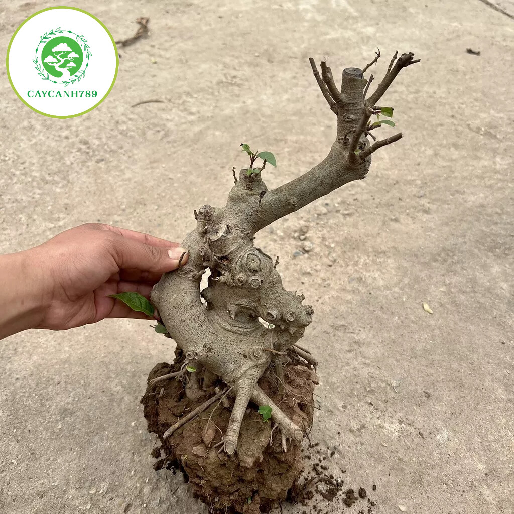 Cây sung phôi bonsai mini( ảnh thật ).