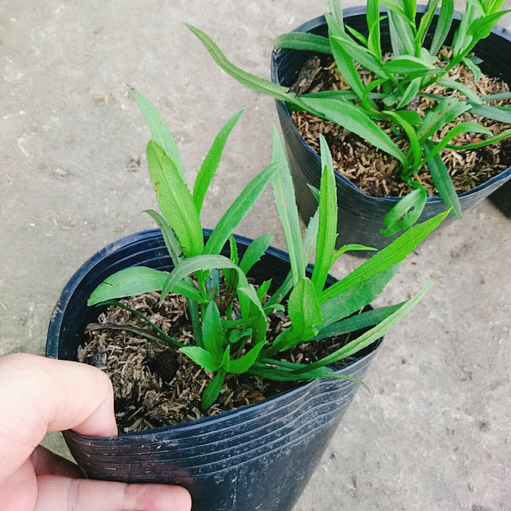 Cây Hoa Thạch Thảo (Tím) - cây cảnh để bàn