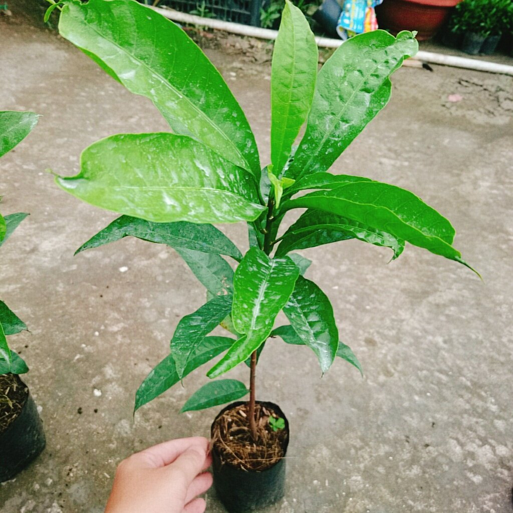 Cây lekima (cây Trứng Gà) - cây ăn quả