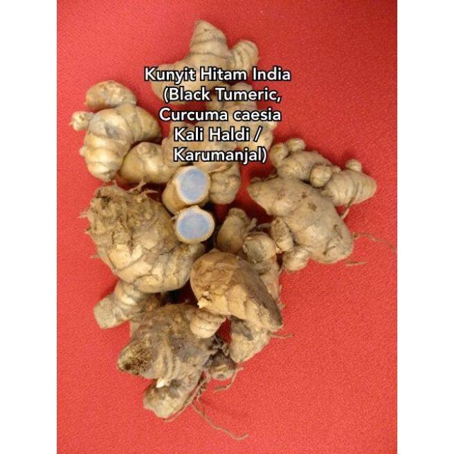 Kunyit Hitam India Temu Hitam Black Tumeric Temu Ireng * Curcuma