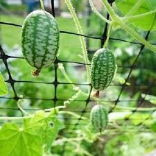 Hạt giống dưa hấu tí hon gói 10 hạt