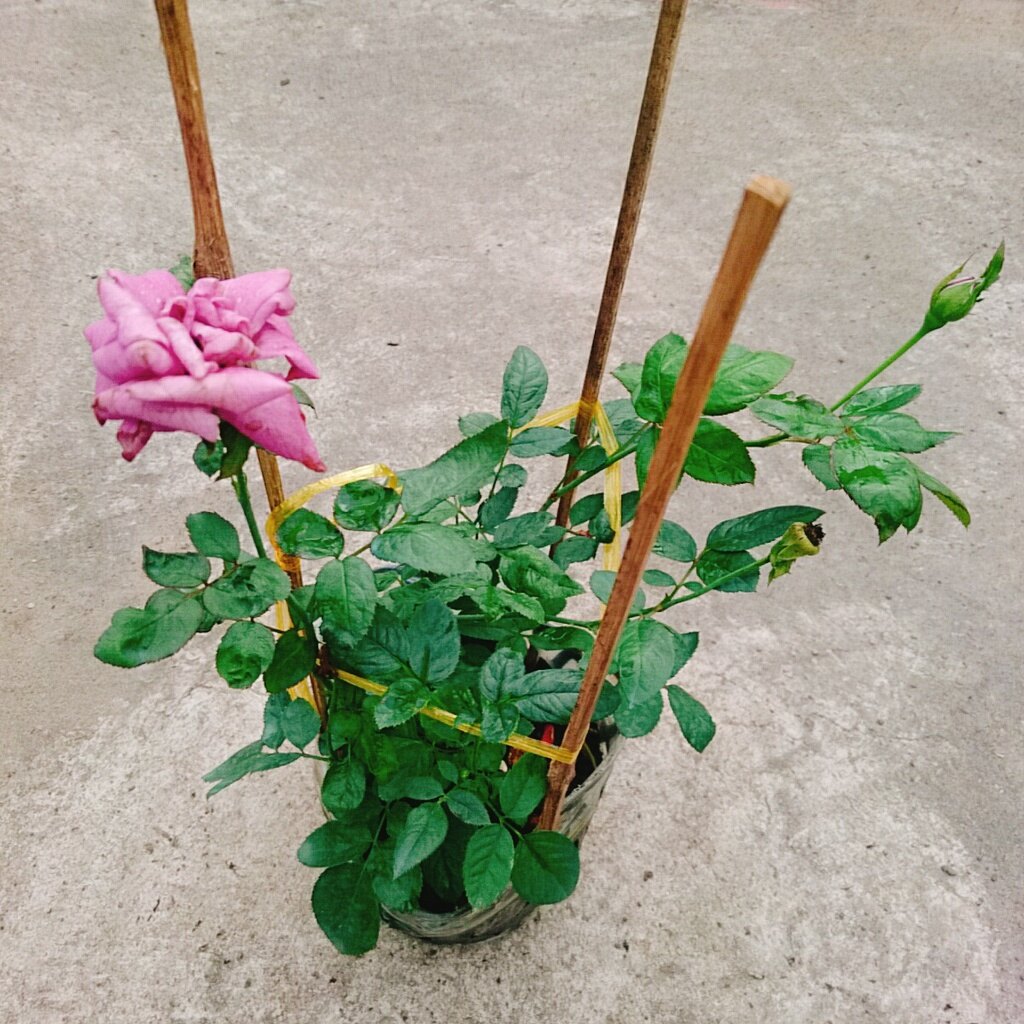 Hoa Hồng Tím ( Thank You Rose )