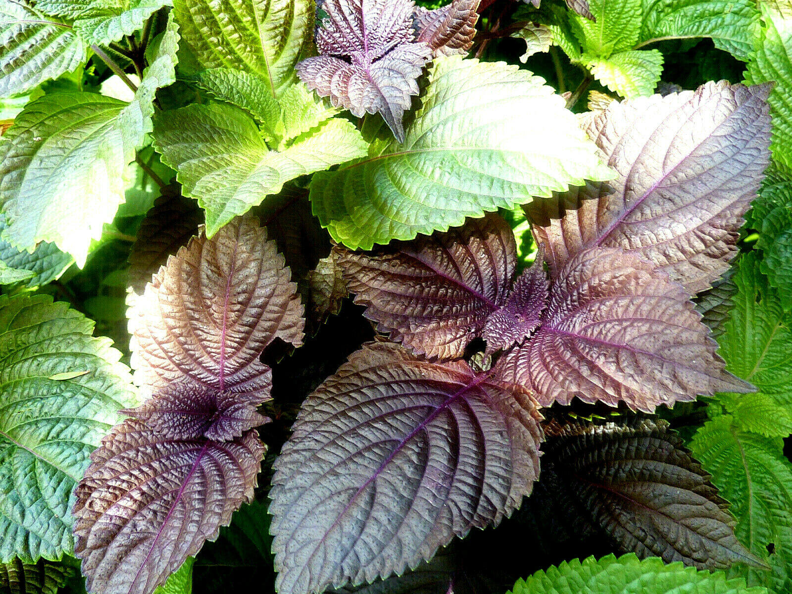 20pcs Perilla Shiso Seeds Herb Vietnamese Asian Korean Thai Basil Mint ...