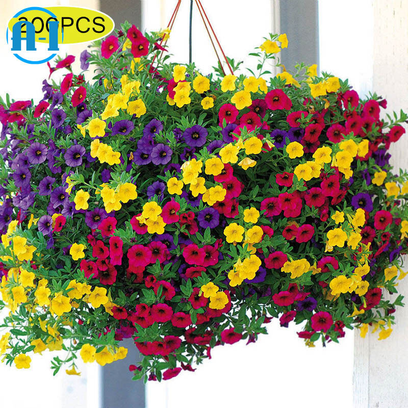 A-I 200 Pcs/Set Mixed Colors Hanging Petunia Flower Seeds Home Garden Balcony Bonsai Pot Planting Flowers