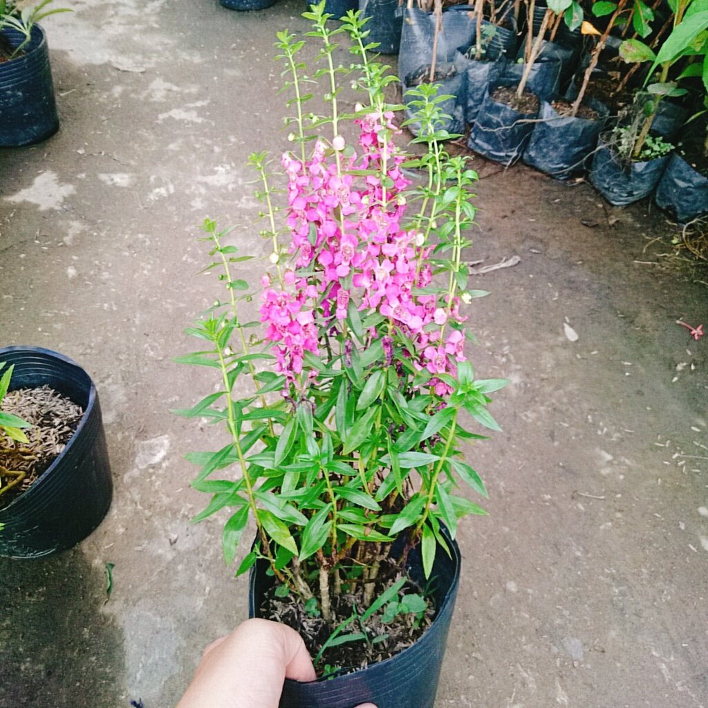 Cây Hoa Phi Yến - cây cảnh đẹp
