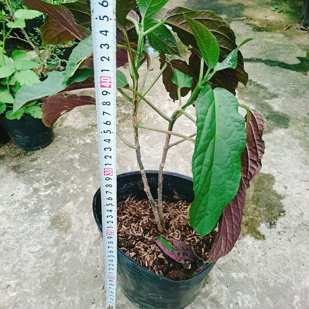 Cây Hoa Pháo Bông - cây cảnh đẹp