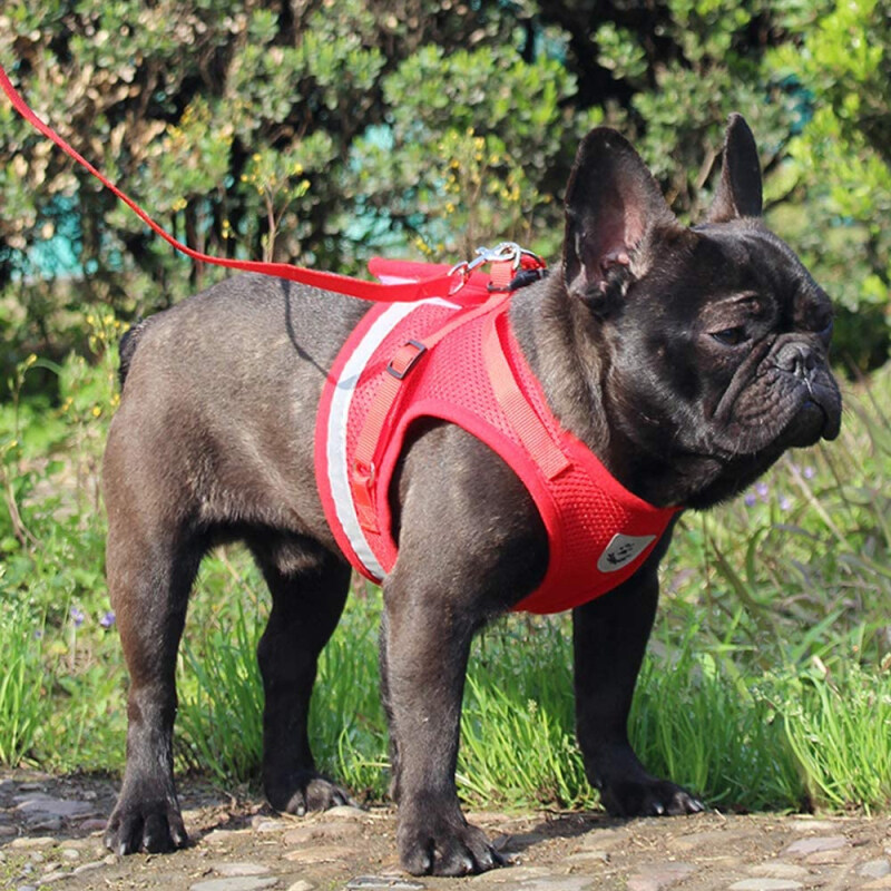 Dễ Thương Chó Nhỏ Khai Thác Vest Chó Khai Thác Dây Đeo Ngực Cổ Áo Dây Xích Bộ Shiba Inu Mô Hình Thoáng Khí Dây Đeo Ngực Breakaway