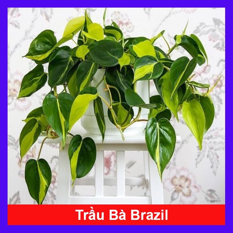 Trầu bà Brazil