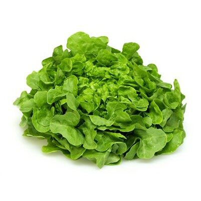 - gói 4gr hạt giống xà lách sồi xanh okaleaf