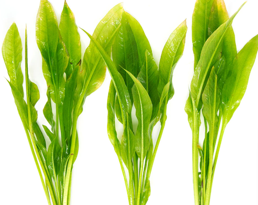 Echinodorus amazonicus Live Plants aquatic fish 6 batang Lazada