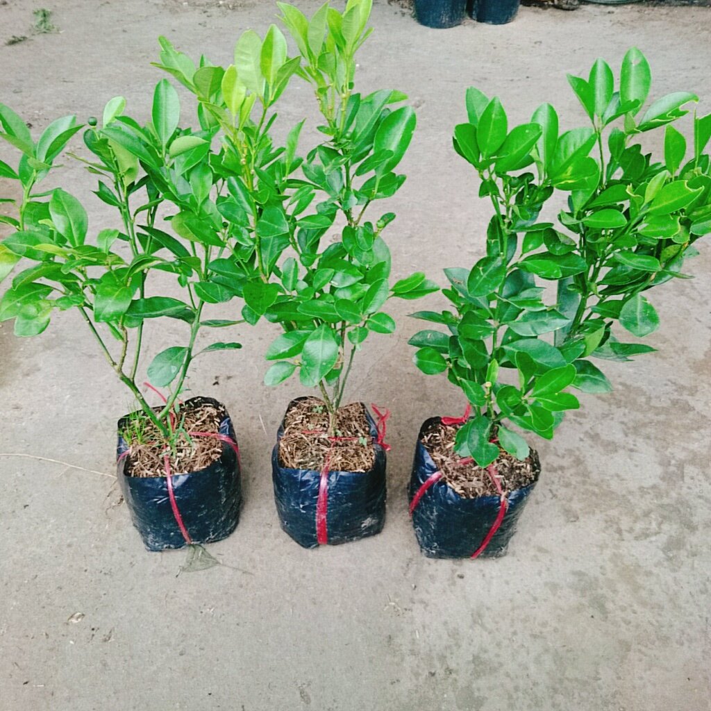 Cây tắc chua ( cây quất, cây hạnh ) - cây đang cho trái