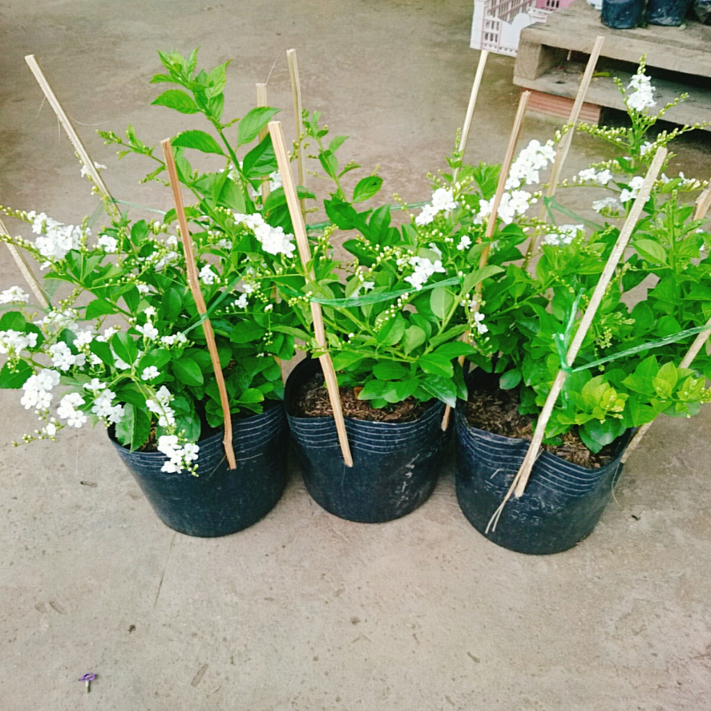 Cây Chuỗi Ngọc Trắng - chuỗi ngọc thái siêu bông