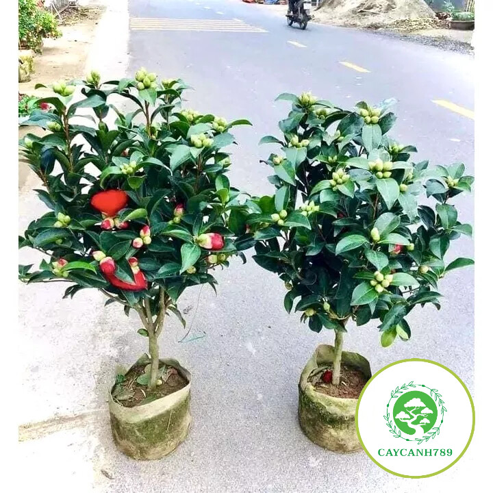 Cây trà tứ quý bông kép cao 70cm (ảnh thật)