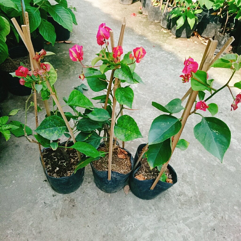 Cây hoa giấy đổi màu Ấn Độ - cây cảnh để bàn