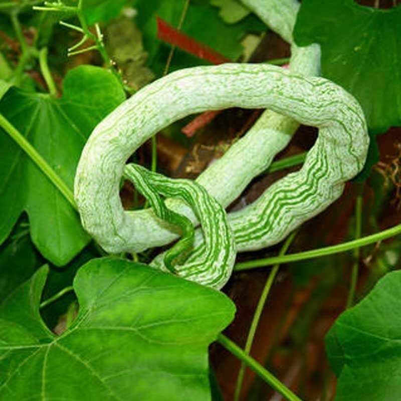 4 Cái Hạt Giống Quả Bầu Rắn Trung Quốc Hạt Giống Rau Hữu Cơ Quý Hiếm Hạt Giống Đậu Rắn Trăn Cho Vườn