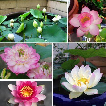 Philippines Ready Stock Lotus Water Lily Seed 20Pcs Plants Lotus Seeds Lotus Bowl Lotus Flower Water Plant Seeds Rare Plants for Sale Easy To Planting In Local