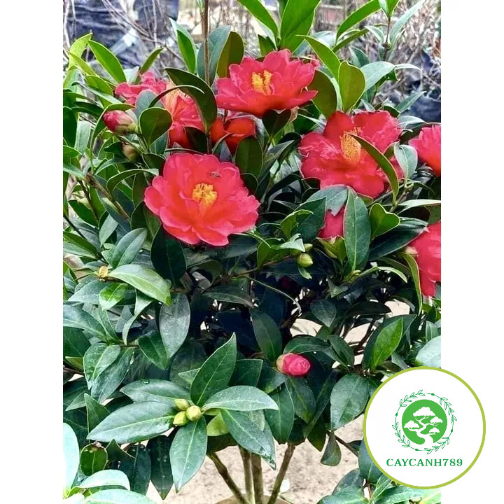 Cây trà tứ quý bông kép cao 70cm (ảnh thật)