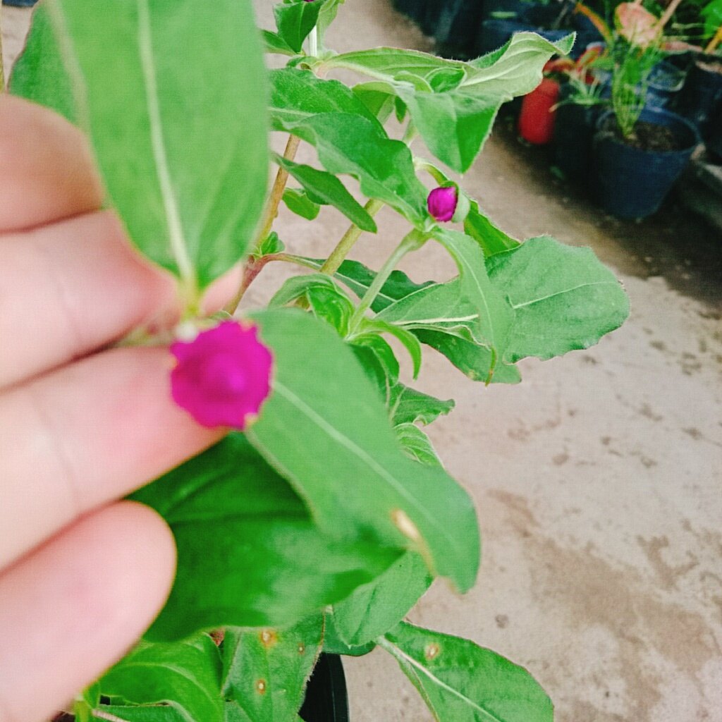 Hoa Cúc Bách Nhật Đã Có Hoa Và Nụ