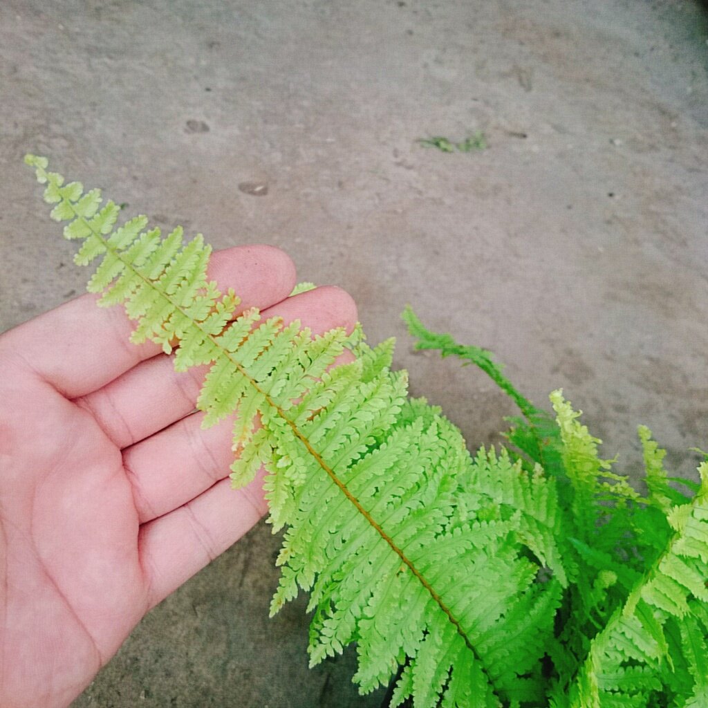 Cây Dương Xỉ Mỹ - cây cảnh để bàn