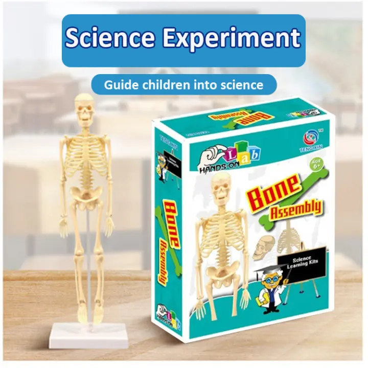 toy skeleton bones