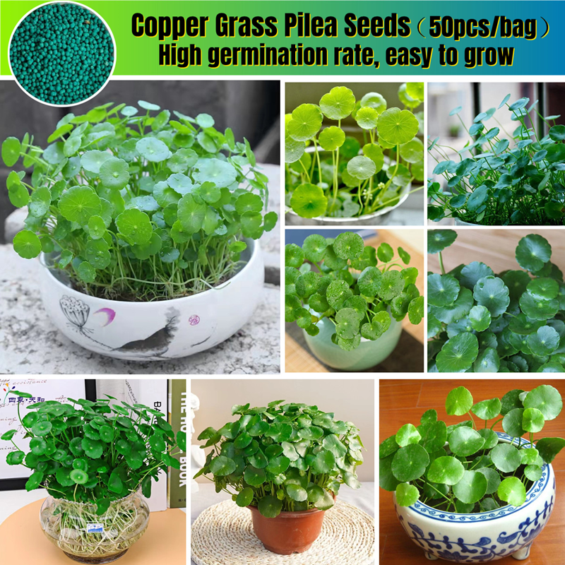 High Quality Bonsai Seeds (50pcs/bag) Copper Grass Pilea Seeds Easy To