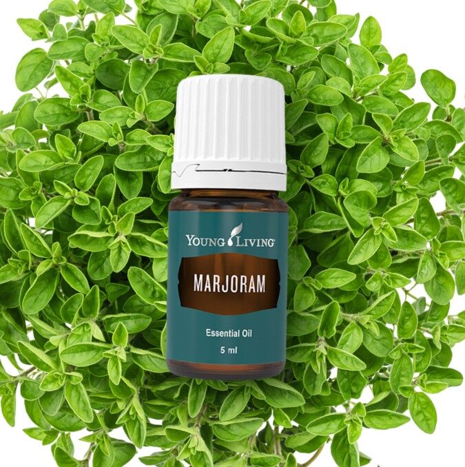 Marjoram Essential Oil 5ml Young Livings Essential Oil Lazada