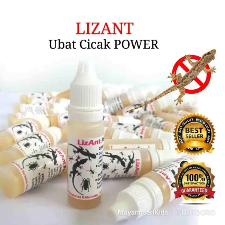 Image result for racun cicak lizant