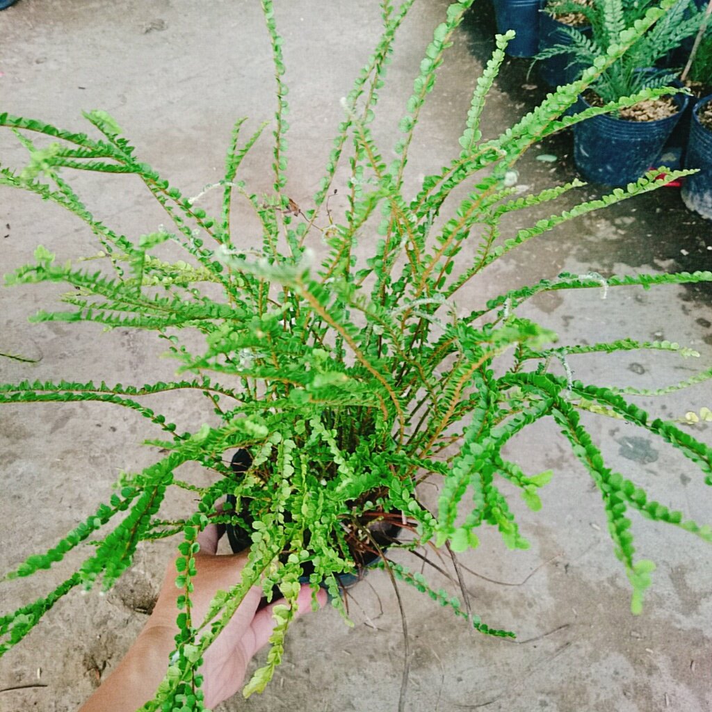 Cây Dương Xỉ Tóc Tiên - cây cảnh để bàn