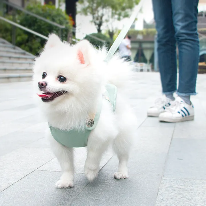 cute harness for pomeranian