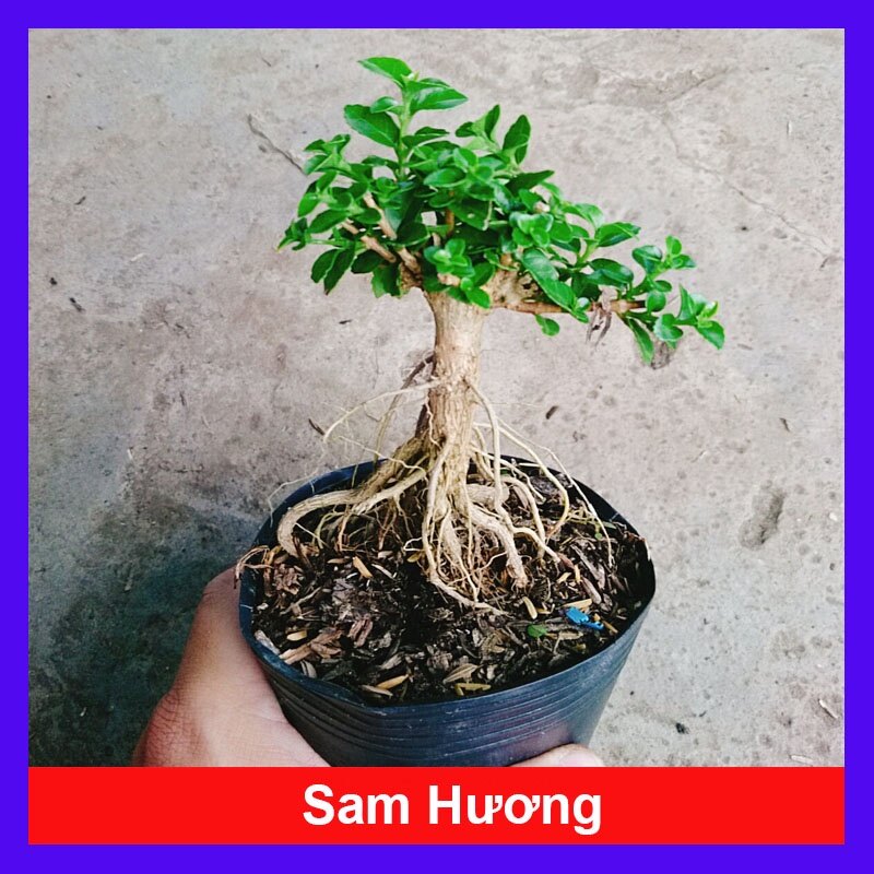 Cây Sam Hương - cây cảnh bonsai để bàn