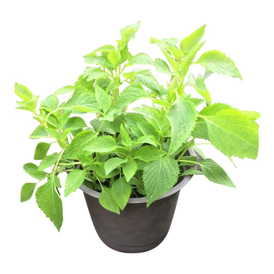 1gr - hạt giống lá cây rau kinh giới