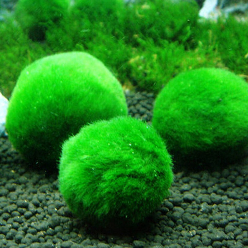 Marimo Moss Ball (Aegagropila linnaeii)