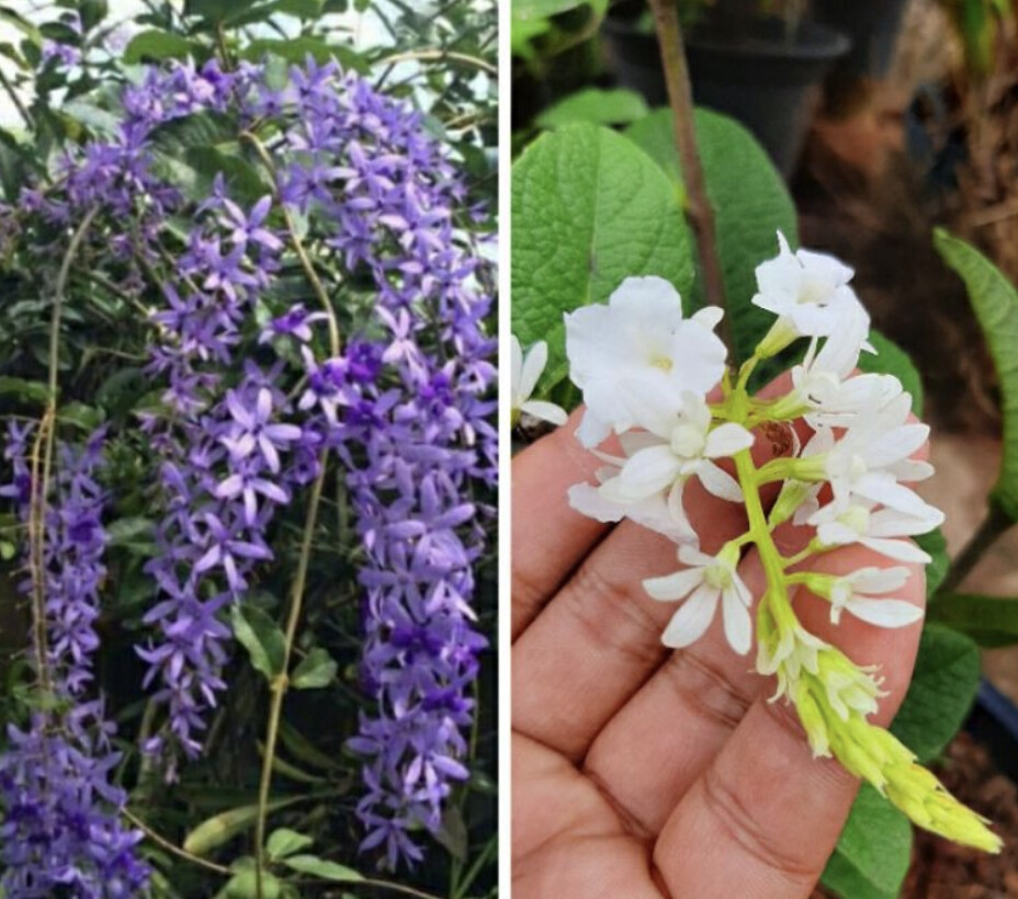 Malaysia Stock Fast Shipping PETREA VOLUBILIS. SANDPAPER VINE (CREEPER